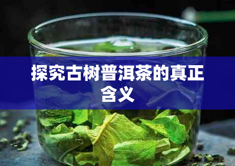 探究古树普洱茶的真正含义