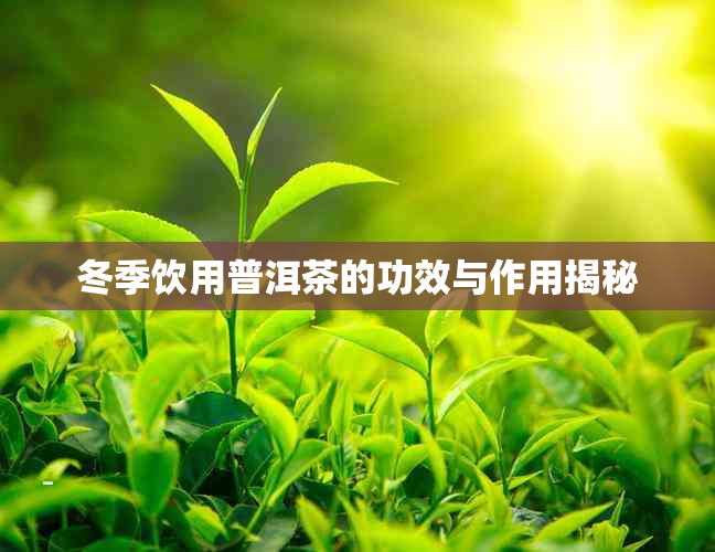 冬季饮用普洱茶的功效与作用揭秘