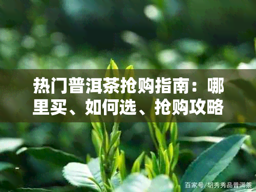 热门普洱茶抢购指南:哪里买、如何选、抢购攻略一览