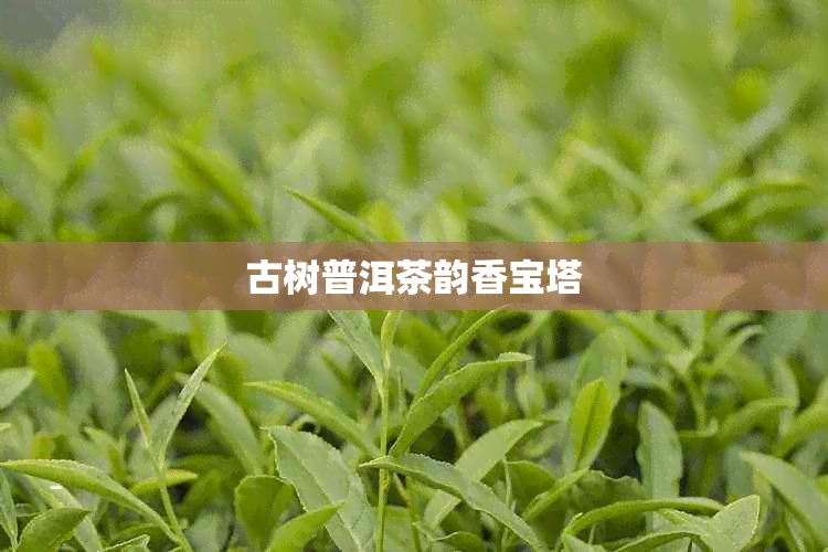 古树普洱茶韵香宝塔