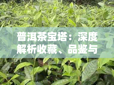 普洱茶宝塔:深度解析收藏、品鉴与保存秘诀