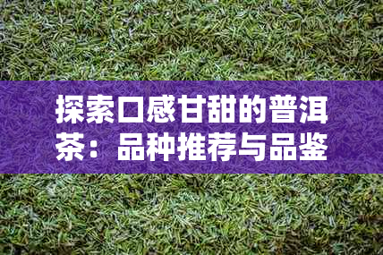探索口感甘甜的普洱茶:品种推荐与品鉴技巧全解析