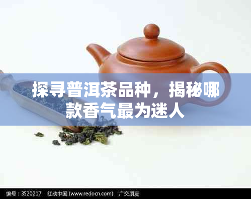 探寻普洱茶品种,揭秘哪款香气最为迷人