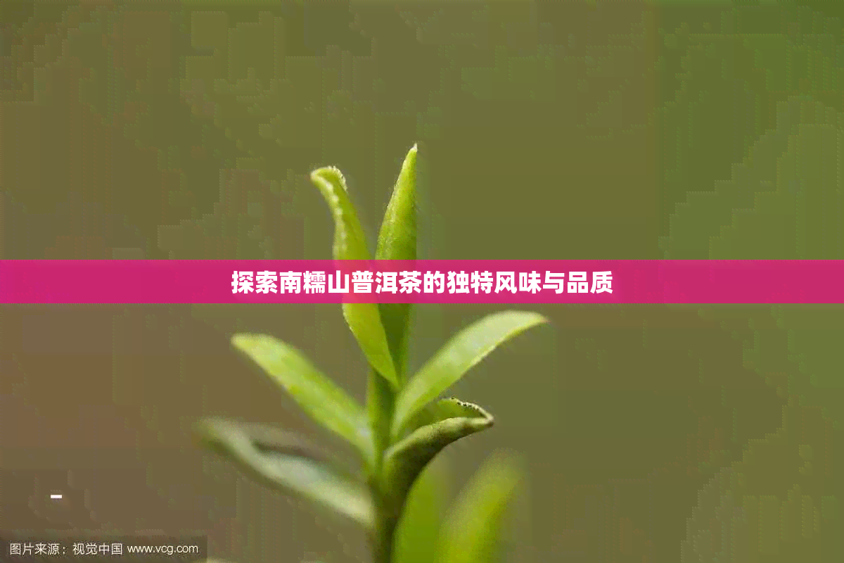 探索南糯山普洱茶的独特风味与品质