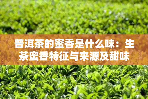 普洱茶的蜜香是什么味:生茶蜜香特征与来源及甜味普洱茶解析
