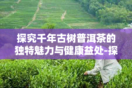 探究千年古树普洱茶的独特魅力与健康益处-探究千年古树普洱茶的独特魅力与健康益处