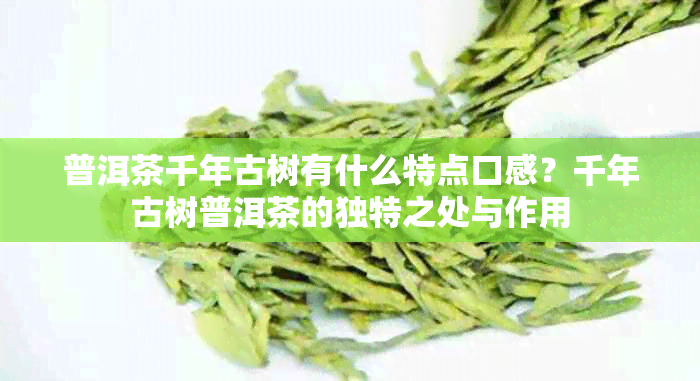 普洱茶千年古树有什么特点口感?千年古树普洱茶的独特之处与作用