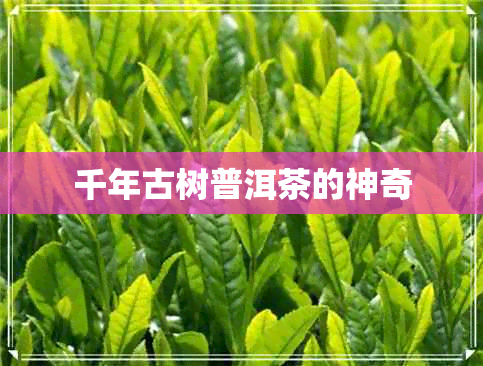 千年古树普洱茶的神奇 千年古树普洱茶的神奇