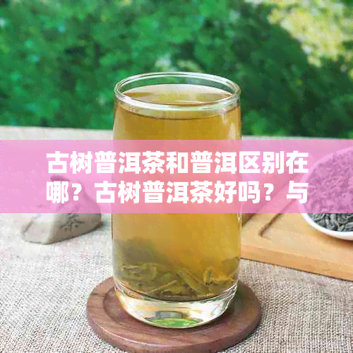 古树普洱茶和普洱区别在哪?古树普洱茶好吗?与普通普洱茶相比哪个更好?