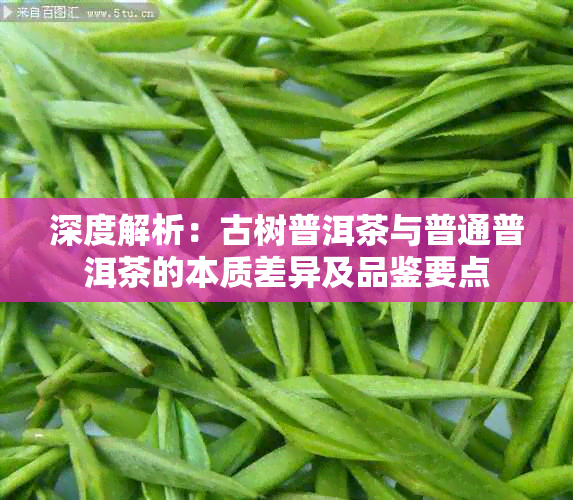 深度解析:古树普洱茶与普通普洱茶的本质差异及品鉴要点