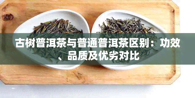 古树普洱茶与普通普洱茶区别:功效、品质及优劣对比