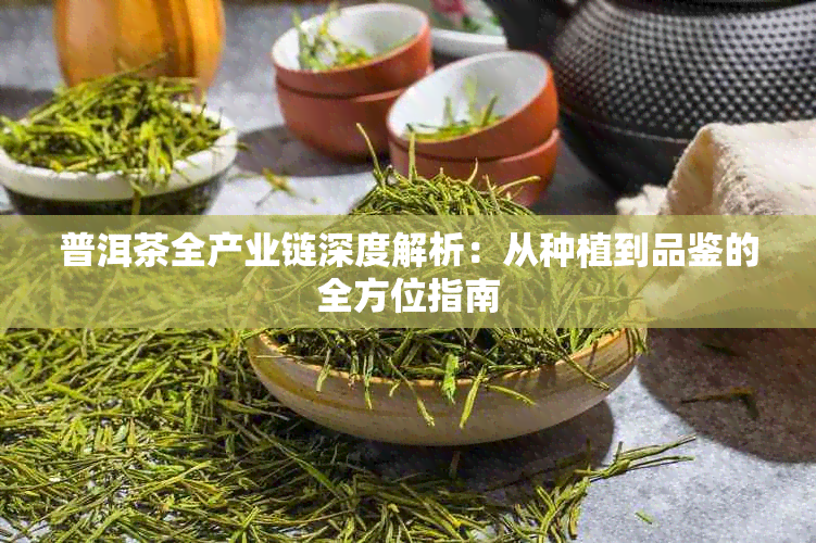 普洱茶全产业链深度解析:从种植到品鉴的全方位指南