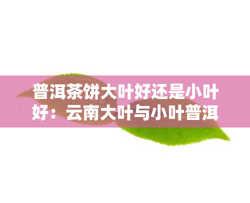 普洱茶饼大叶好还是小叶好：云南大叶与小叶普洱茶区别及饮用方法比较