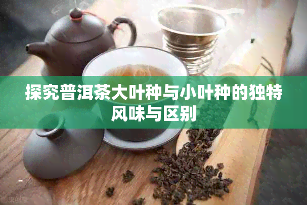 探究普洱茶大叶种与小叶种的独特风味与区别