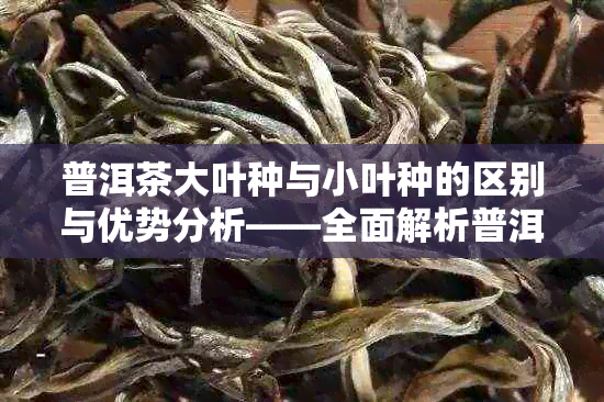 普洱茶大叶种与小叶种的区别与优势分析——全面解析普洱茶的选择