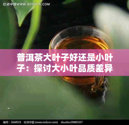 普洱茶大叶子好还是小叶子：探讨大小叶品质差异与优劣