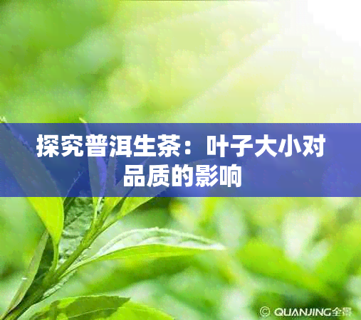 探究普洱生茶：叶子大小对品质的影响