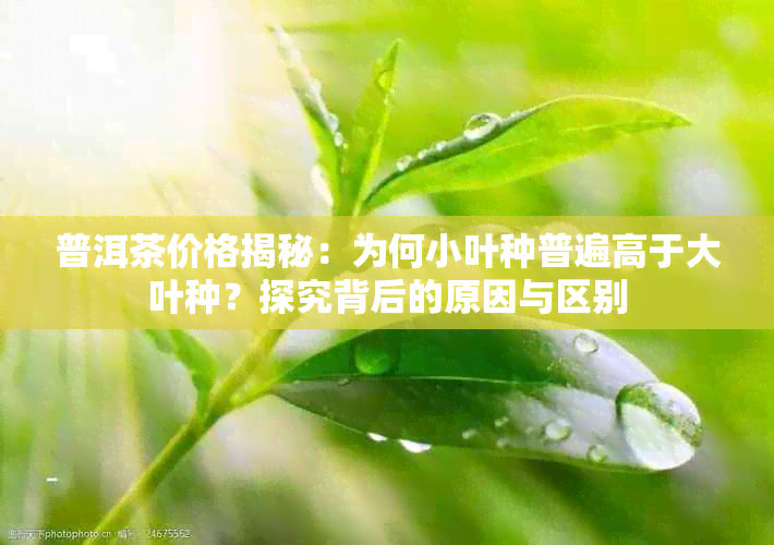 普洱茶价格揭秘：为何小叶种普遍高于大叶种？探究背后的原因与区别