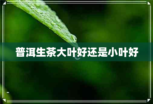 普洱生茶大叶好还是小叶好