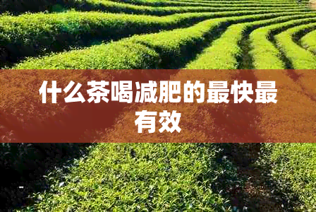 什么茶喝减肥的最快最有效