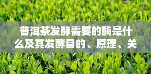 普洱茶发酵需要的酶是什么及其发酵目的、原理、关键菌种与发酵剂综述