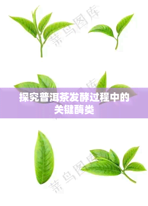 探究普洱茶发酵过程中的关键酶类