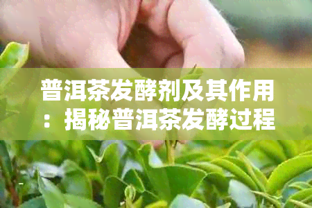 普洱茶发酵剂及其作用:揭秘普洱茶发酵过程