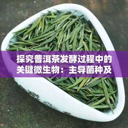 探究普洱茶发酵过程中的关键微生物:主导菌种及其作用