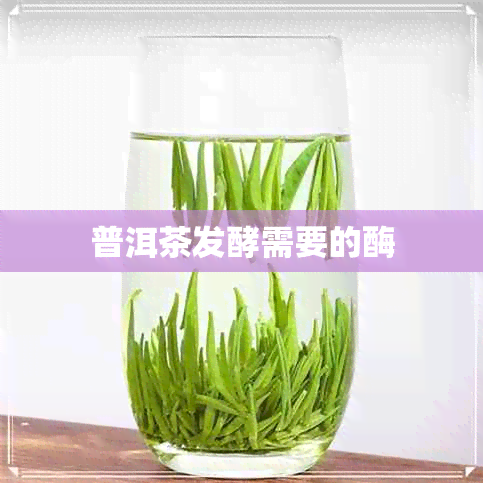 普洱茶发酵需要的酶 普洱茶发酵需要的酶