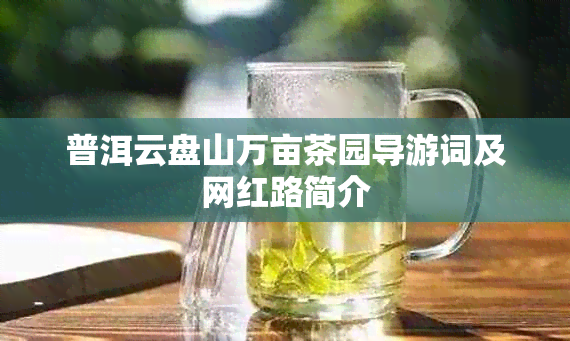 普洱云盘山万亩茶园导游词及网红路简介