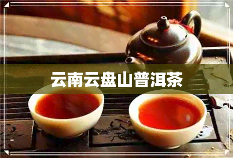 云南云盘山普洱茶 云南云盘山普洱茶