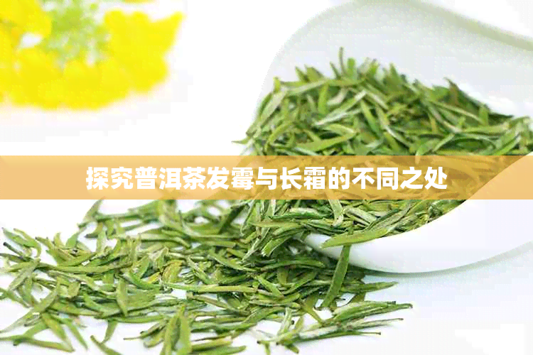 探究普洱茶发霉与长霜的不同之处