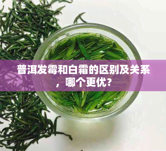 普洱发霉和白霜的区别及关系，哪个更优？