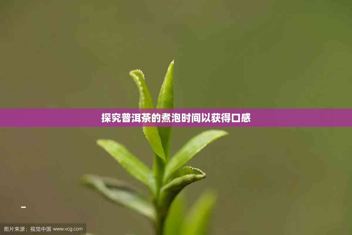 探究普洱茶的煮泡时间以获得口感
