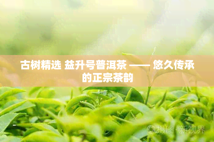 古树精选 益升号普洱茶 —— 悠久传承的正宗茶韵