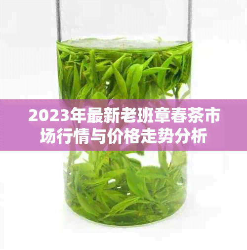 2023年最新老班章春茶市场行情与价格走势分析