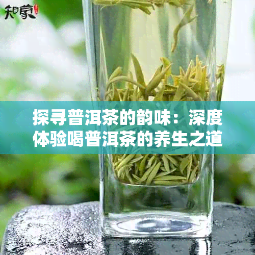 探寻普洱茶的韵味：深度体验喝普洱茶的养生之道