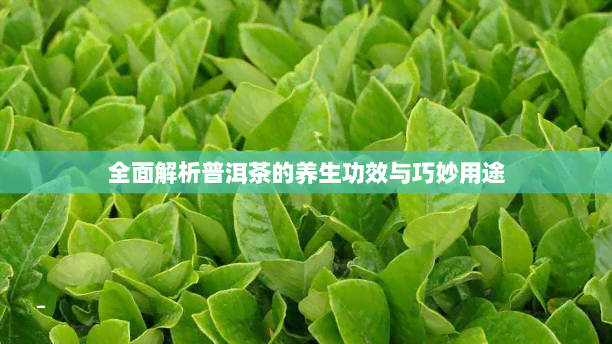 全面解析普洱茶的养生功效与巧妙用途