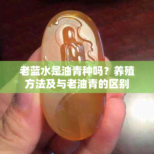 老蓝水是油青种吗？养殖方法及与老油青的区别