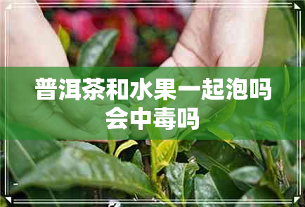 普洱茶和水果一起泡吗会中吗