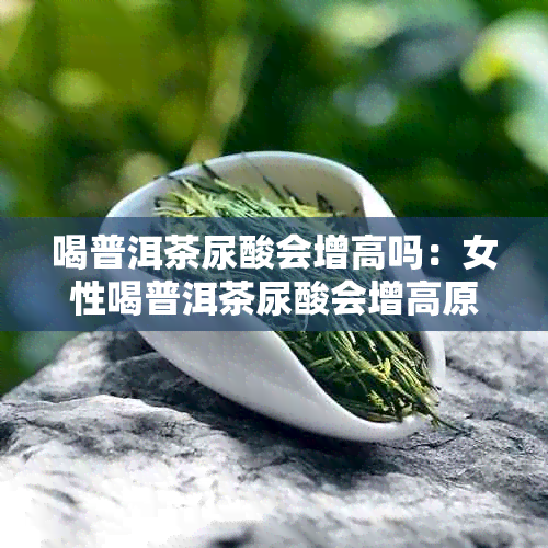 喝普洱茶尿酸会增高吗：女性喝普洱茶尿酸会增高原因探讨