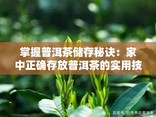 掌握普洱茶储存秘诀：家中正确存放普洱茶的实用技巧