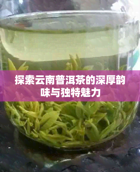 探索云南普洱茶的深厚韵味与独特魅力