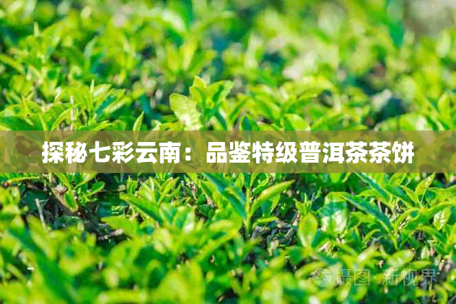探秘七彩云南：品鉴特级普洱茶茶饼