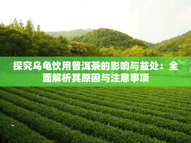 探究乌龟饮用普洱茶的影响与益处：全面解析其原因与注意事项