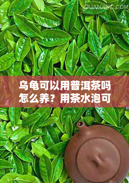 乌龟可以用普洱茶吗怎么养？用茶水泡可以吗