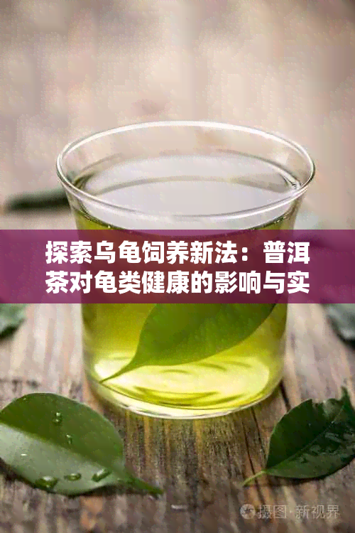 探索乌龟饲养新法：普洱茶对龟类健康的影响与实践指南