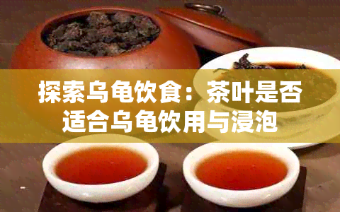探索乌龟饮食：茶叶是否适合乌龟饮用与浸泡