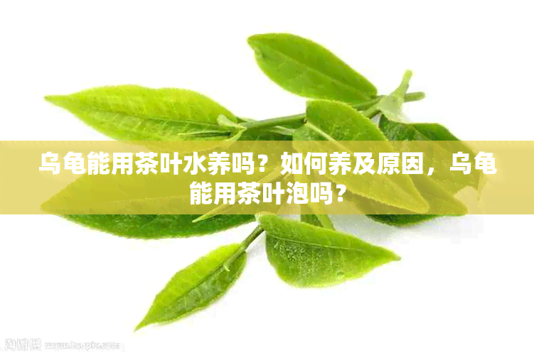 乌龟能用茶叶水养吗？如何养及原因，乌龟能用茶叶泡吗？
