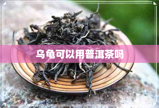 乌龟可以用普洱茶吗 乌龟可以用普洱茶吗